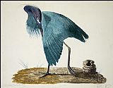 Little Blue Heron i by John James Audubon